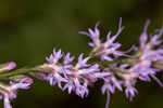 Fewflower blazing star